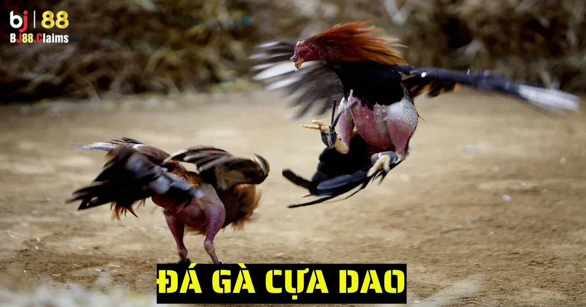 Đá Gà Cựa Dao - Tìm Hiểu Chất Liệu Đá Gà Cựa Dao Tại BJ88 1 da ga cua dao 4