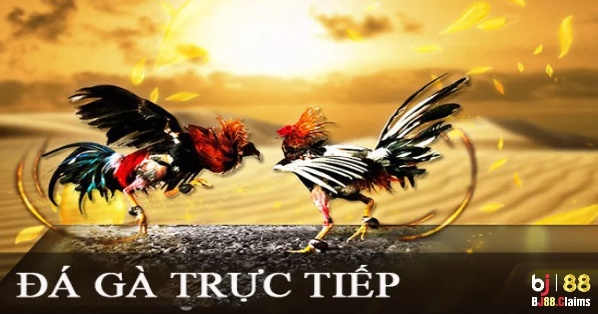 Đá Gà Trực Tiếp: Tại Sao Nên Chọn Đá Gà Trực Tiếp Tại BJ88? 5 Theo dõi trận đấu và nhận thưởng