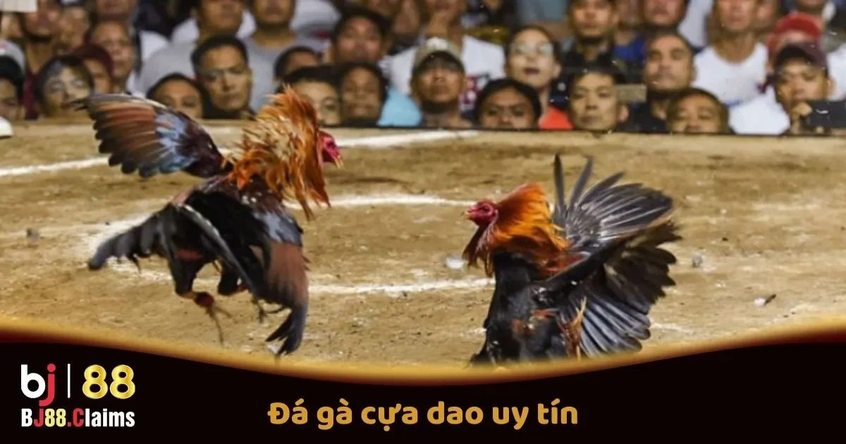 Đá Gà Cựa Dao Uy Tín Tại BJ88: Quy Tắc Và Các Giải Đấu 1 Đá Gà Cựa Dao Uy Tín Tại BJ88: Quy Tắc Và Các Giải Đấu