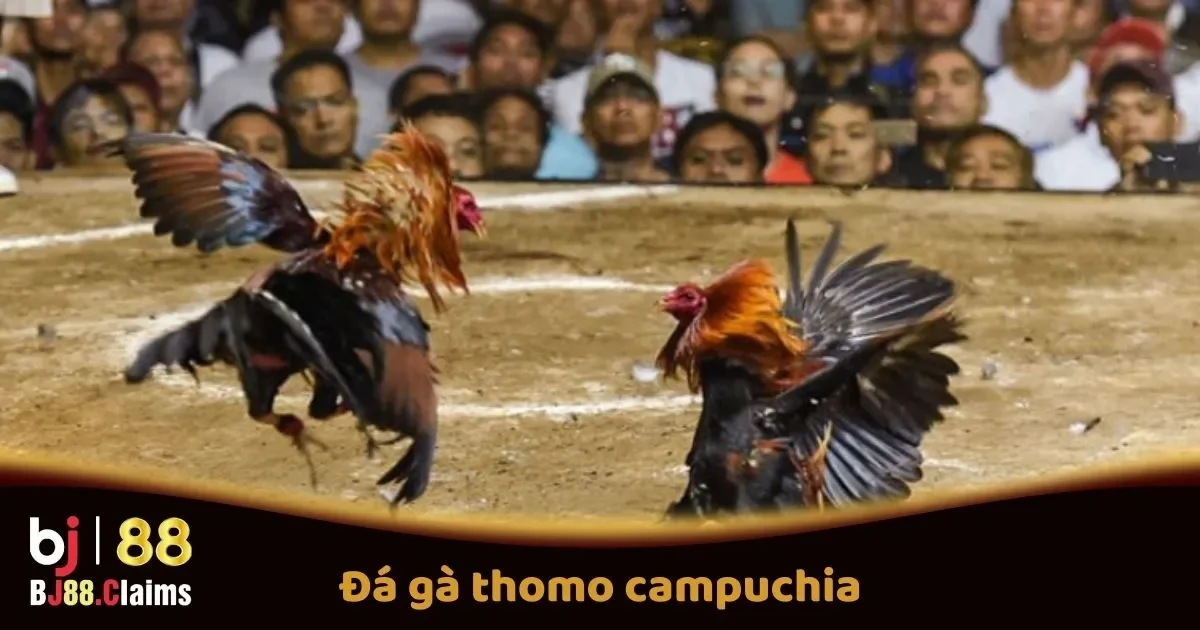 Đá Gà Thomo Campuchia Tại BJ88: Các Trận Đấu Hấp Dẫn 1 Đá Gà Thomo Campuchia Tại BJ88: Các Trận Đấu Hấp Dẫn