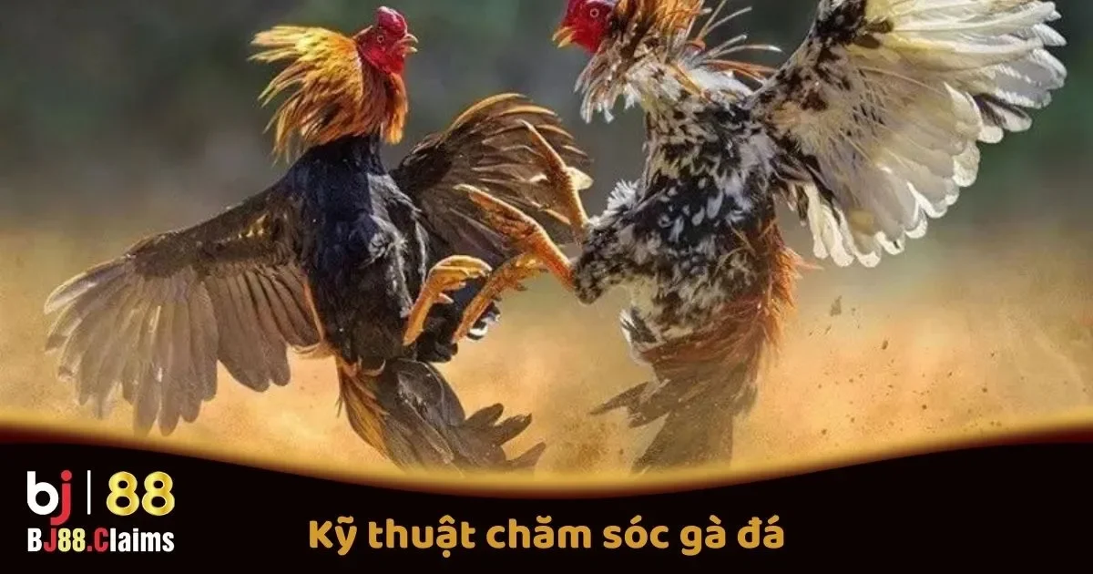 Kỹ Thuật Chăm Sóc Gà Đá Tại BJ88 Để Tăng Cường Sức Mạnh 1 Kỹ Thuật Chăm Sóc Gà Đá Tại BJ88 Để Tăng Cường Sức Mạnh