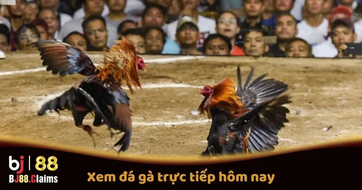 Xem Đá Gà Trực Tiếp Hôm Nay Tại BJ88: Các Trận Đấu Hot 1 Xem Đá Gà Trực Tiếp Hôm Nay Tại BJ88: Các Trận Đấu Hot